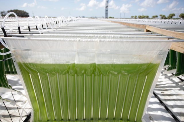 Algae at Algenol 藻类在Algenol