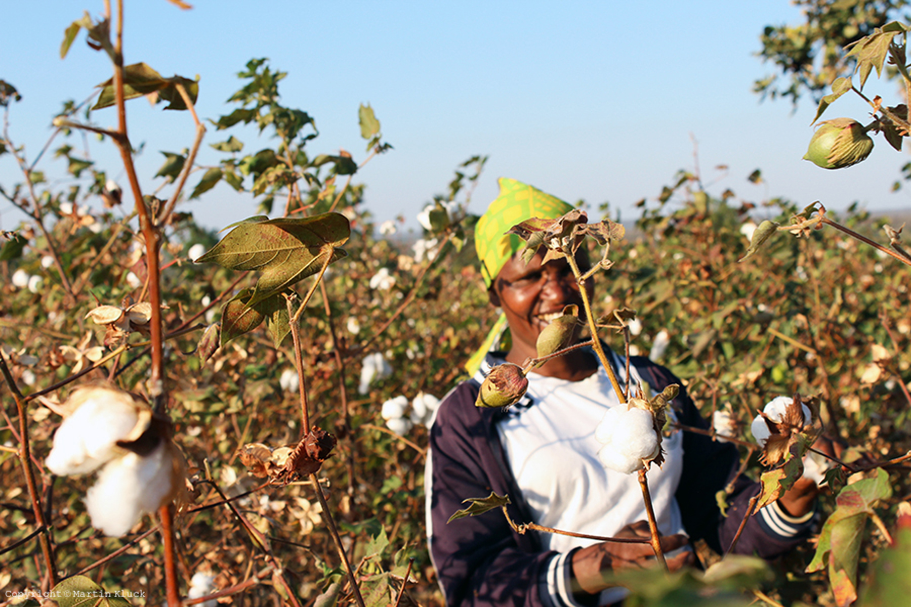 Tanzanian cotton farmer 坦桑尼亚棉农