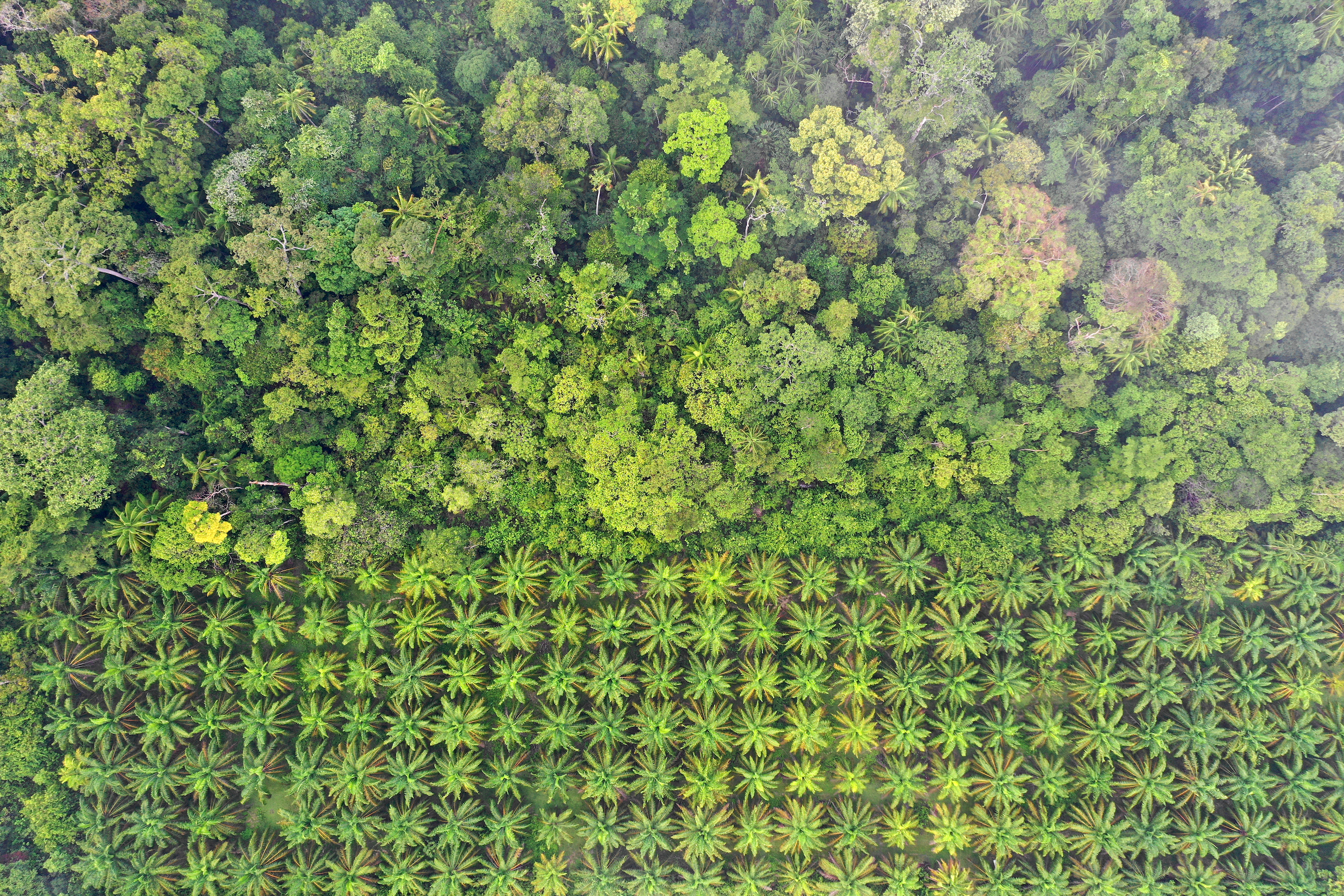 热带雨林边缘的棕榈油种植园