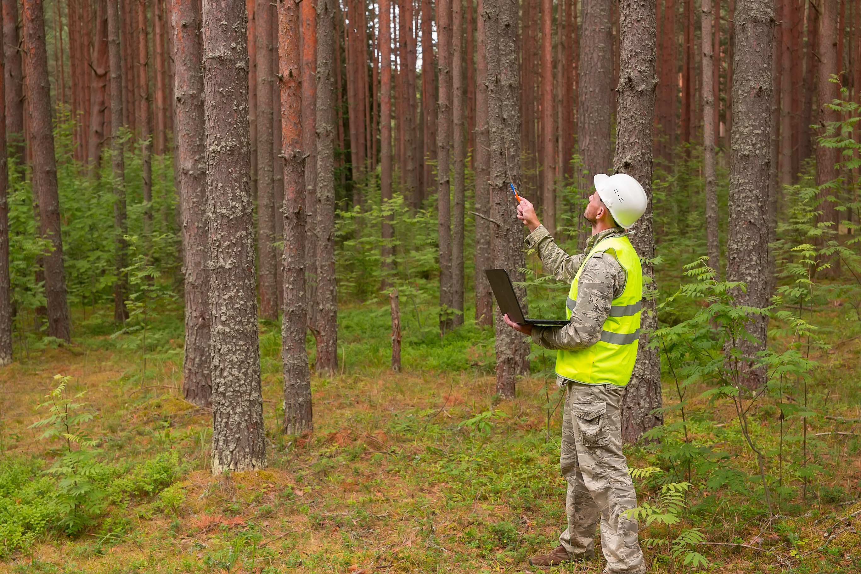 森林树木监测