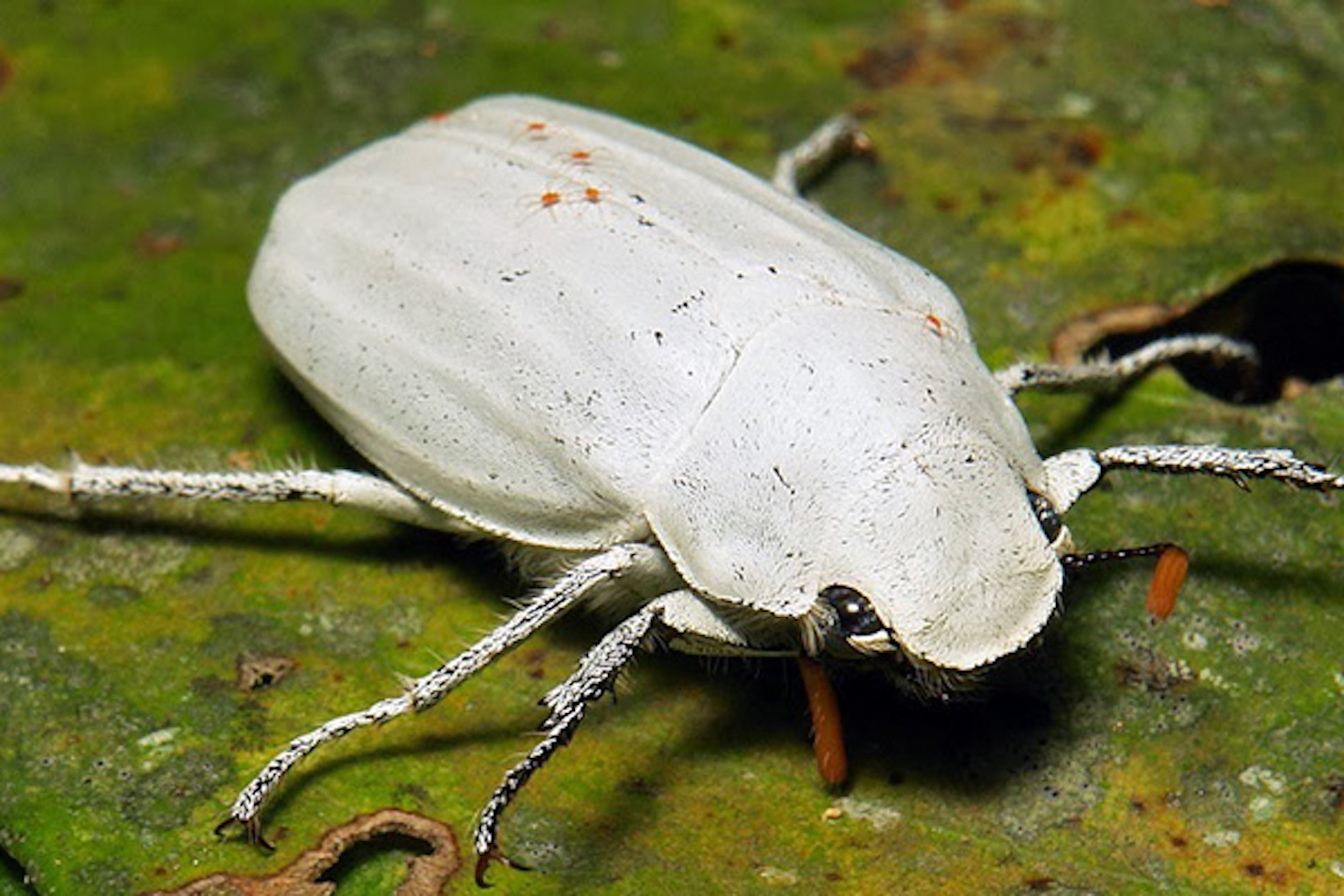白甲虫