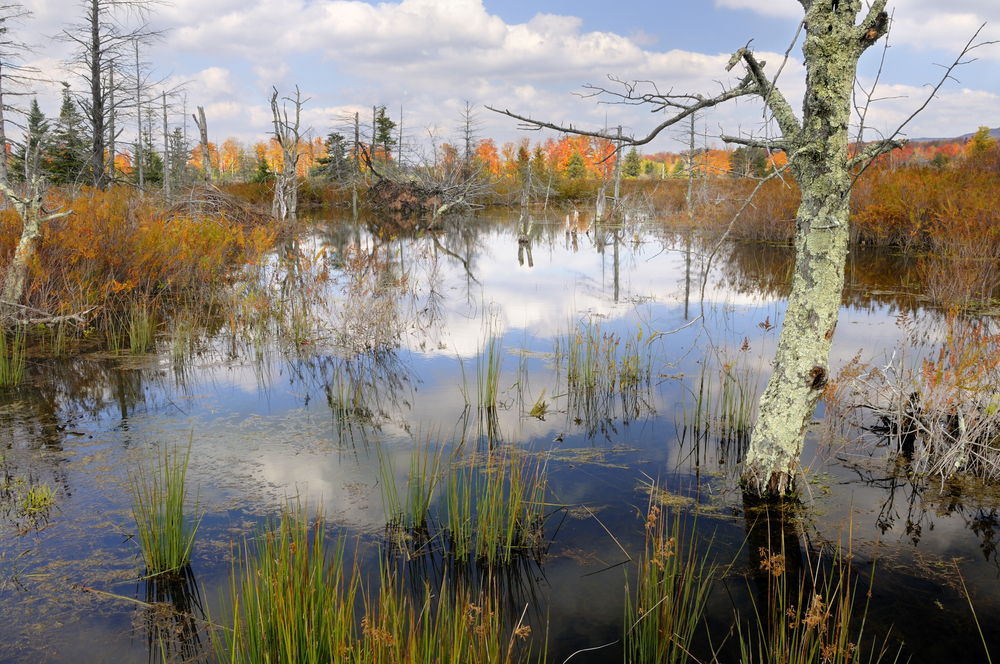 Wetlands in autumn (Credit: JuneJ via Shutterstock)