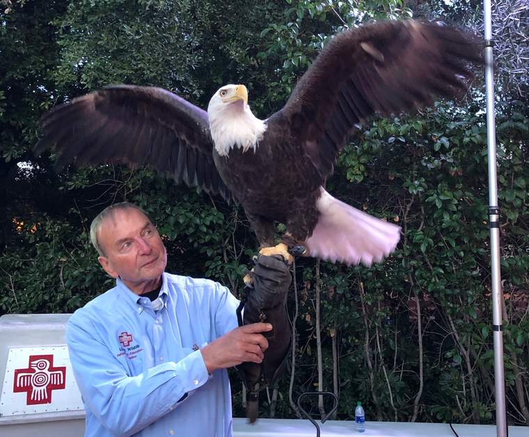 bald eagle, Liberty Wildlife, GreenBiz 20, Sustainability Solutions Celebration 秃鹰,自由野生动物,绿色商业20,可持续解决方案庆典竞彩足球app怎么下载