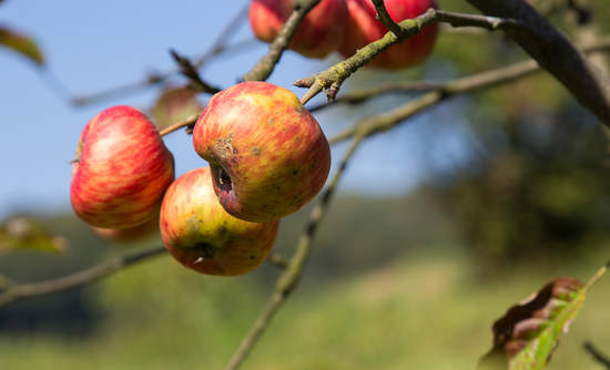 ugly organic fruit 难看有机水果