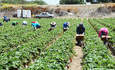 2015年6月30日，加利福尼亚萨利纳斯，季节性移民农场工人在田里采摘草莓并直接打包，准备装船。