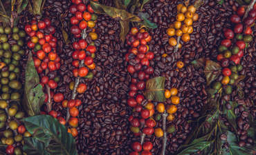 咖啡豆和咖啡浆果的质地