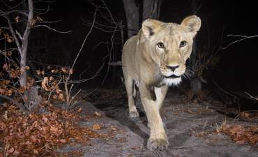 母狮，摄像机陷阱，谷歌，野生动物观察