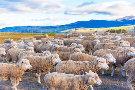 绵羊群在巴塔哥尼亚，智利