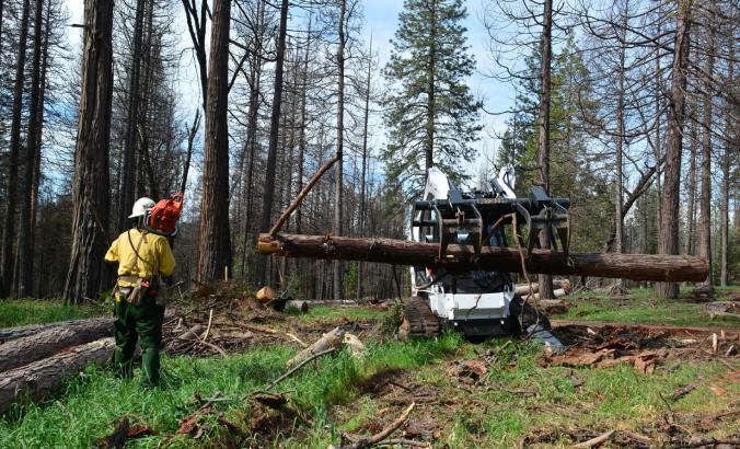 维修船员在2017年在加利福尼亚州的塞拉国家森林中除去死树。