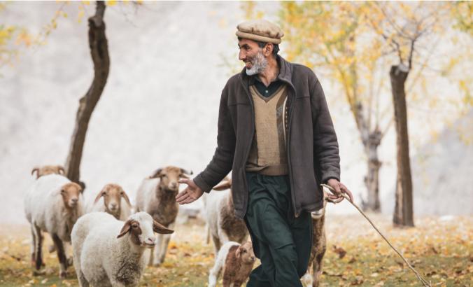 2019年10月，巴基斯坦罕萨山谷，人们和放牧的牛一起散步。