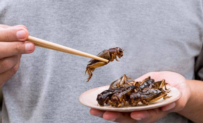 拿着昆虫的人用筷子