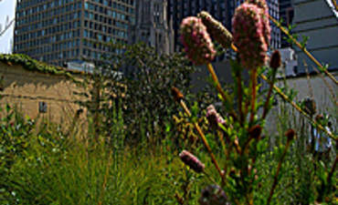 超越Greenbuild特色形象