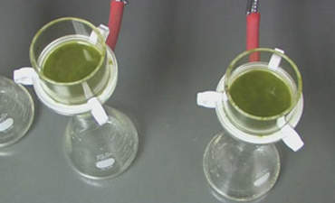英国石油公司利用工程酵母制作了一项乙醇技术突破