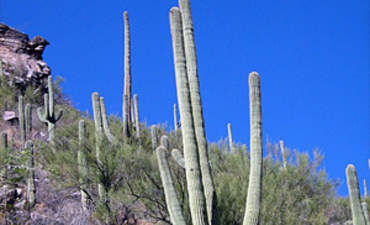 探索图森可持续旅游，打造更绿色的假日特色形象