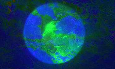 Radical Confidence: Follow the Evidence that Points to a Greener Future featured image