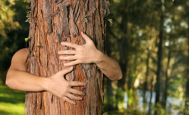 树Hugger特色图像的演变