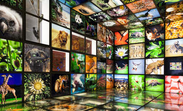 biodiversity and commercialism