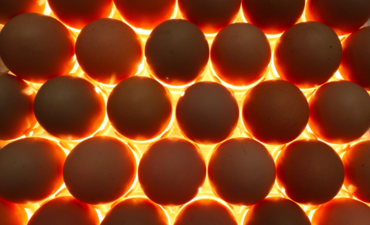 Eggs incubating at a hatchery