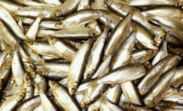 第一个例子:欧盟的鱼类倾倒问题，洪水造成的海湾死亡区，以及更多……有特色的图片