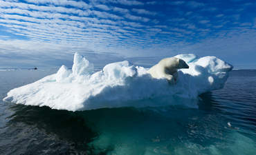 polar bear on an ice floe