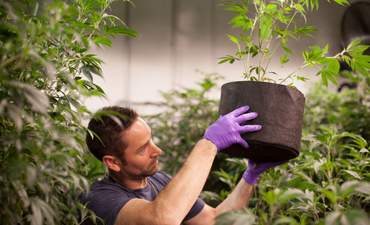 科罗拉多-加利福尼亚大麻可持续性有机竞彩足球app怎么下载