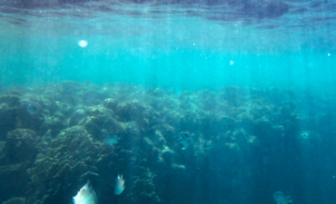 海洋