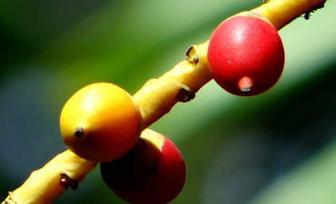 新的棕榈油贴图标记在透明度特色图像中的里程碑