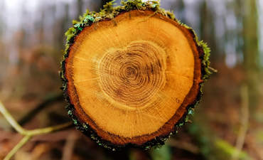 deforestation tree chopped down