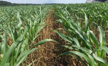 从凯洛格(kellogg)到联合利华(Unilever)，一场可持续农业的无声革命彰显了形象