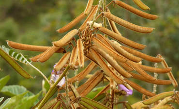 Tephrosia vogelii植物
