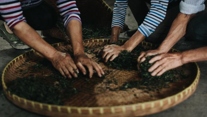 Numi Tea workers separating leaves