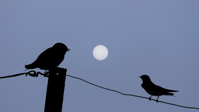 Birds on a wire