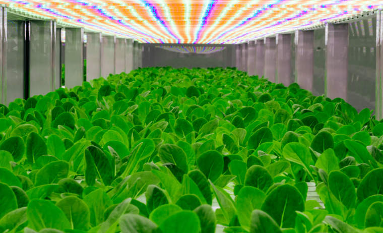 绿洲生物技术现在越来越多的绿叶蔬菜，但其产量路线图要求生产草莓，黑莓，甜菜和胡萝卜的未来。