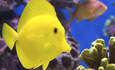 水族馆贸易采取措施清理腥的供应链功能的图像