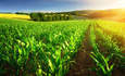 cargill&# 039;s Jill Kolling on the Midwest Row Crop Collaborative特色图像