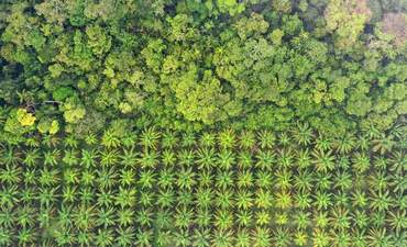 棕榈油种植在热带雨林边缘。砍伐森林破坏马来西亚油棕雨林